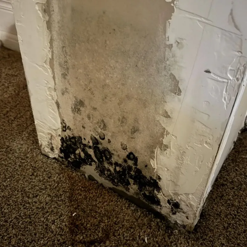 Professional Mold Removal in Johnson, KS
